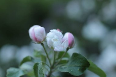 Yaz çiçeklerinin cilvesi Güzel çiçekler