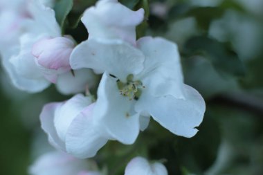 Yaz çiçeklerinin cilvesi Güzel çiçekler