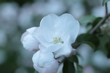 Yaz çiçeklerinin cilvesi Güzel çiçekler
