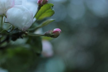 Yaz çiçeklerinin cilvesi Güzel çiçekler