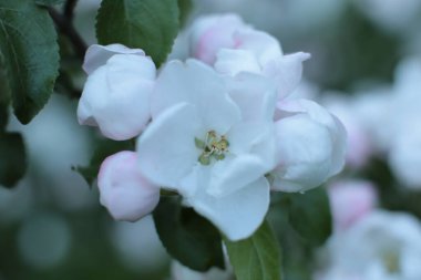 Yaz çiçeklerinin cilvesi Güzel çiçekler