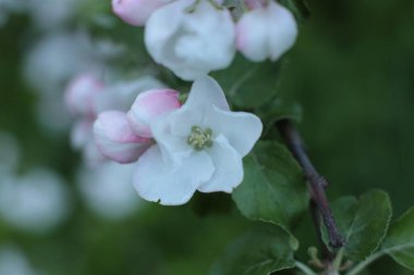 Yaz çiçeklerinin cilvesi Güzel çiçekler