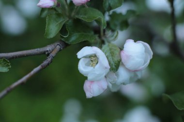 Yaz çiçeklerinin cilvesi Güzel çiçekler