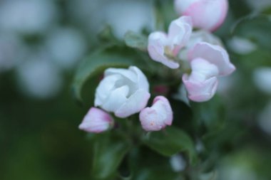 Yaz çiçeklerinin cilvesi Güzel çiçekler