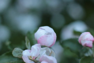 Yaz çiçeklerinin cilvesi Güzel çiçekler