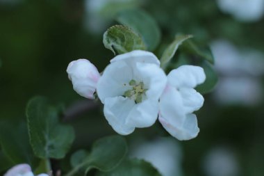 Yaz çiçeklerinin cilvesi Güzel çiçekler