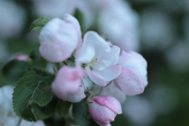 Yaz çiçeklerinin cilvesi Güzel çiçekler