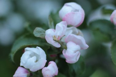 Yaz çiçeklerinin cilvesi Güzel çiçekler