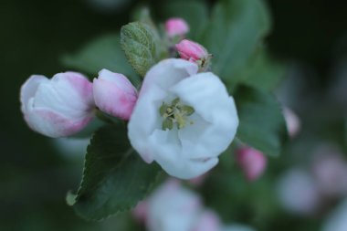 Yaz çiçeklerinin cilvesi Güzel çiçekler