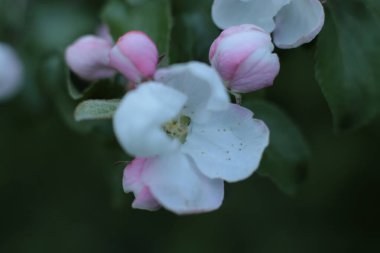 Yaz çiçeklerinin cilvesi Güzel çiçekler