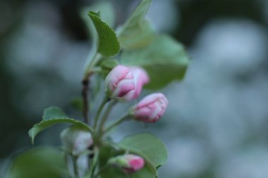 Yaz çiçeklerinin cilvesi Güzel çiçekler