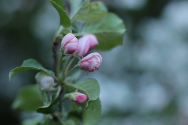 Yaz çiçeklerinin cilvesi Güzel çiçekler