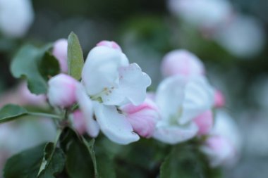 Yaz çiçeklerinin cilvesi Güzel çiçekler