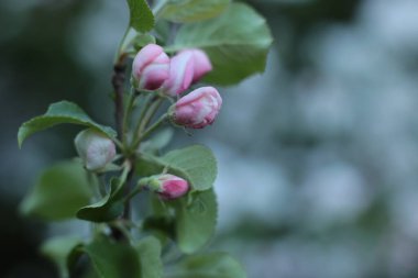 Yaz çiçeklerinin cilvesi Güzel çiçekler