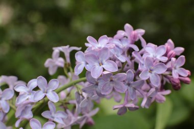 Yaz çiçeklerinin cilvesi Güzel çiçekler