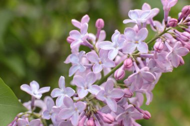 Yaz çiçeklerinin cilvesi Güzel çiçekler