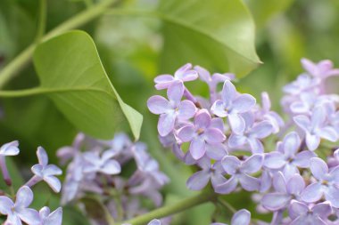 Yaz çiçeklerinin cilvesi Güzel çiçekler