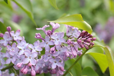 Yaz çiçeklerinin cilvesi Güzel çiçekler