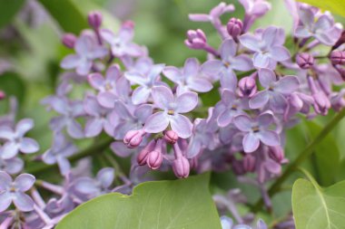 Yaz çiçeklerinin cilvesi Güzel çiçekler