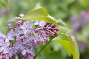 Yaz çiçeklerinin cilvesi Güzel çiçekler