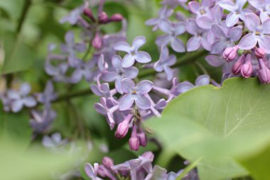 Yaz çiçeklerinin cilvesi Güzel çiçekler