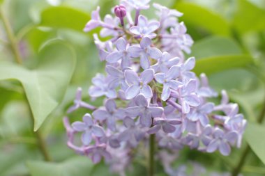 Yaz çiçeklerinin cilvesi Güzel çiçekler