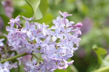 Yaz çiçeklerinin cilvesi Güzel çiçekler