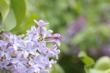 Yaz çiçeklerinin cilvesi Güzel çiçekler