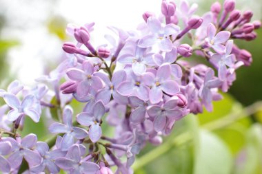 Yaz çiçeklerinin cilvesi Güzel çiçekler