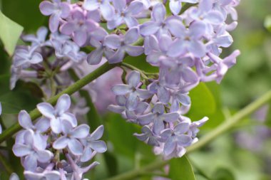 Yaz çiçeklerinin cilvesi Güzel çiçekler