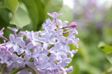 Yaz çiçeklerinin cilvesi Güzel çiçekler