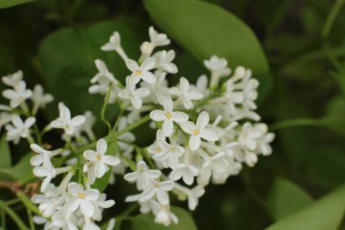 Yaz çiçeklerinin cilvesi Güzel çiçekler