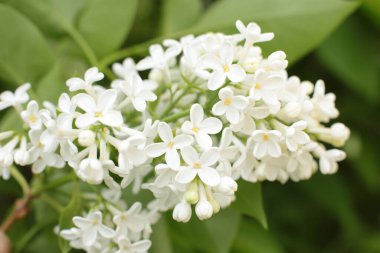 Yaz çiçeklerinin cilvesi Güzel çiçekler