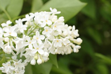 Yaz çiçeklerinin cilvesi Güzel çiçekler