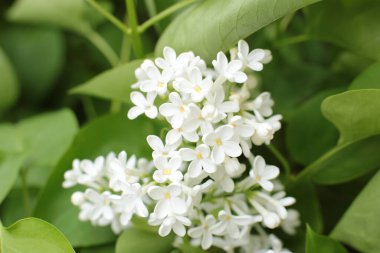 Yaz çiçeklerinin cilvesi Güzel çiçekler