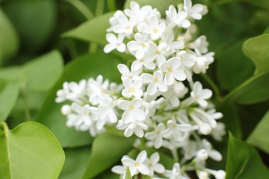 Yaz çiçeklerinin cilvesi Güzel çiçekler