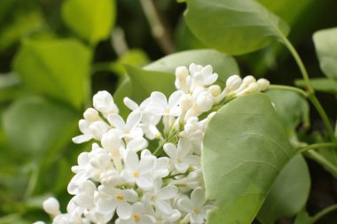 Yaz çiçeklerinin cilvesi Güzel çiçekler