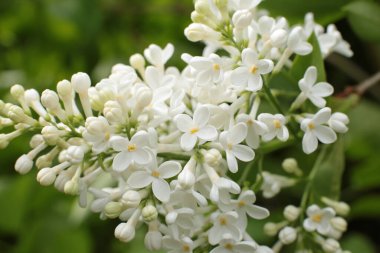 Yaz çiçeklerinin cilvesi Güzel çiçekler