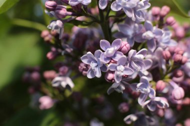 Yaz çiçeklerinin cilvesi Güzel çiçekler