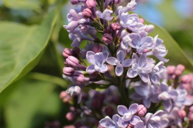 Yaz çiçeklerinin cilvesi Güzel çiçekler