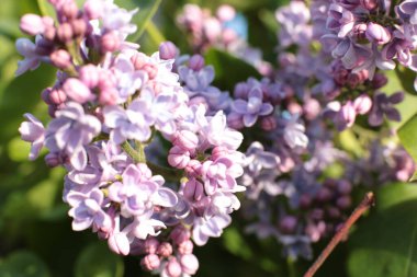 Yaz çiçeklerinin cilvesi Güzel çiçekler