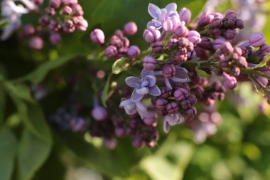 Yaz çiçeklerinin cilvesi Güzel çiçekler