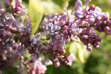 Yaz çiçeklerinin cilvesi Güzel çiçekler