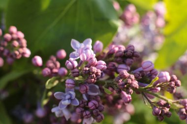 Yaz çiçeklerinin cilvesi Güzel çiçekler