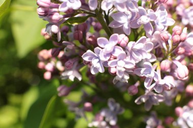 Yaz çiçeklerinin cilvesi Güzel çiçekler