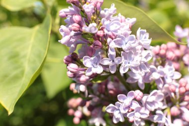 Yaz çiçeklerinin cilvesi Güzel çiçekler