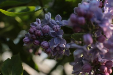 Yaz çiçeklerinin cilvesi Güzel çiçekler