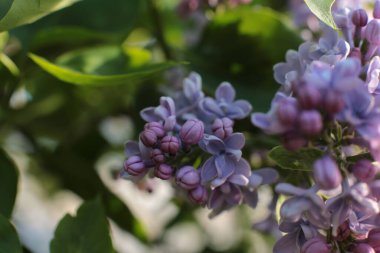 Yaz çiçeklerinin cilvesi Güzel çiçekler