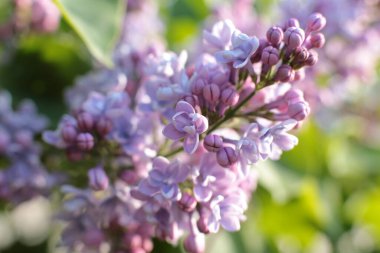 Yaz çiçeklerinin cilvesi Güzel çiçekler