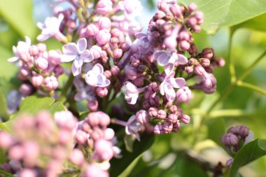 Yaz çiçeklerinin cilvesi Güzel çiçekler